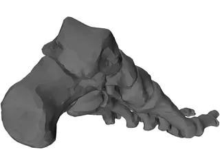 Foot Bone Left 3D Model