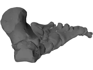 Foot Bone Right 3D Model