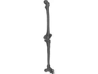 Leg Right 3D Model