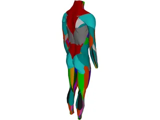 Surface Muscles Male 3D Model