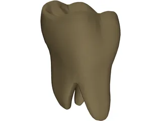 Molar 3D Model