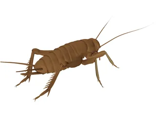 Cricket 3D Model