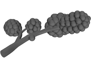 Alveoli 3D Model