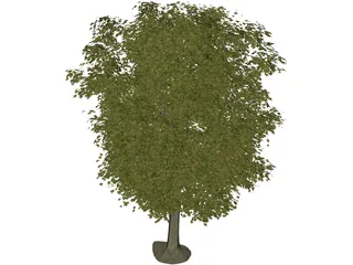 Maple Tree 3D Model