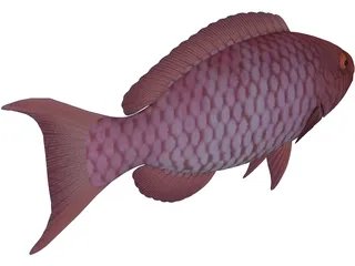 Red Parrotfish 3D Model