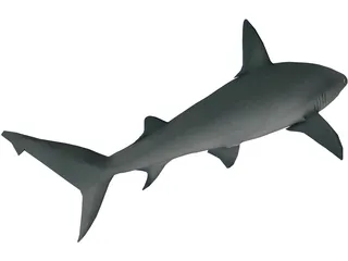 Sandbar Shark 3D Model