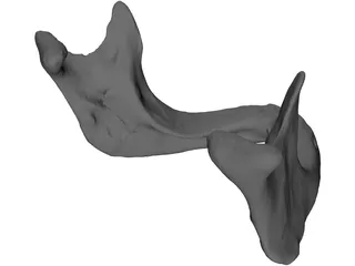 Edentulous Jaw 3D Model