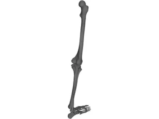 Leg Bone Female Right 3D Model