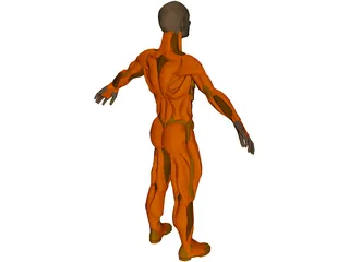 Muscle Man 3D Model