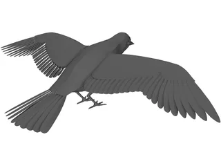 Dove Rock Pigeon 3D Model