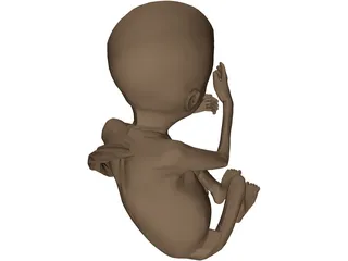 Fetus 3D Model