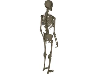 Skeleton Male 3D Model