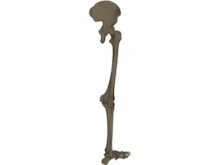 Leg Bone Right 3D Model