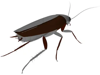 Cockroach 3D Model