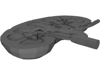 Kidney Interior 3D Model