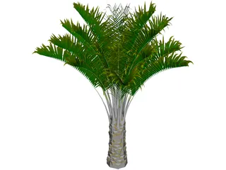 Butia Capitata 3D Model