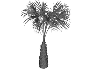Sabal Palmetto Tree 3D Model
