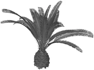 Phoenix Canariensis 3D Model