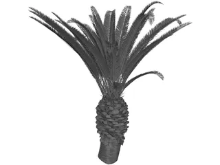 Phoenix Canariensis 3D Model