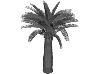 Jubaea Chilensis 3D Model