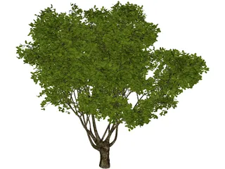 Garden Tree 3D Model