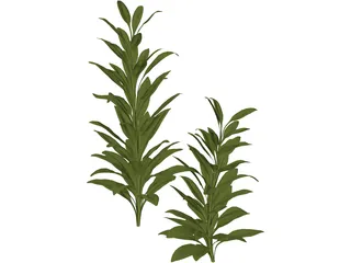 Cordylinea Glauca 3D Model