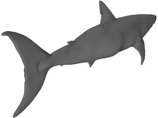 White Shark 3D Model