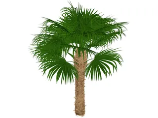 Windmil Palm 3D Model