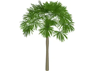 Sabal Palmetto 3D Model