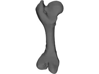 Porcine Femur 3D Model