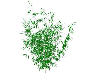 Bamboo 3D Model