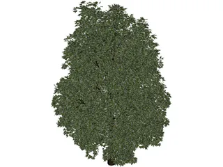 Maple Tree 3D Model