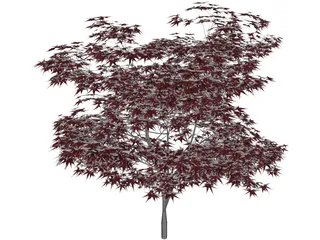 Japanese Maple Tree 3D Model