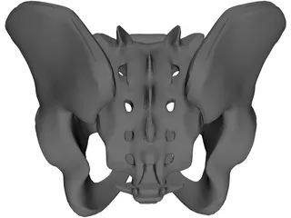 Pelvis and Sacrum 3D Model