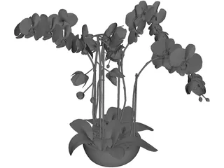 Orchid 3D Model