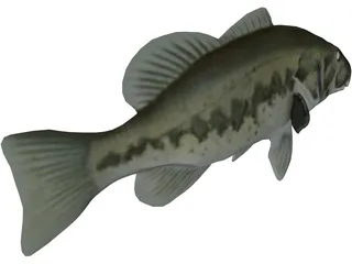 Bass 3D Model