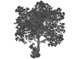 Oak Tree 3D Model