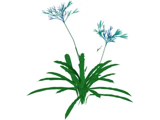 Agapanthus 3D Model