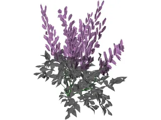 Astilbe Chinensis 3D Model