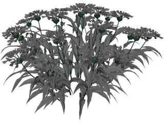 Centaurea Montana 3D Model