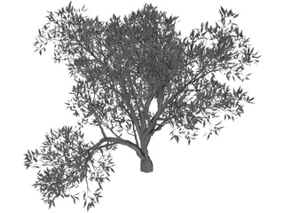 Olive Tree 3D Model