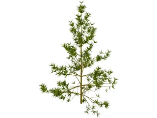 Pine Tree 3D Model