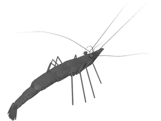 Shrimp 3D Model