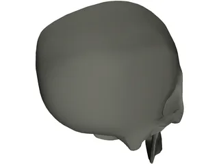 Skull 3D Model