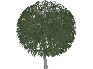 Tree 3D Model