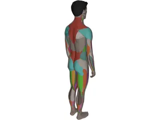 Human Male Complete Anatomy 3D Model