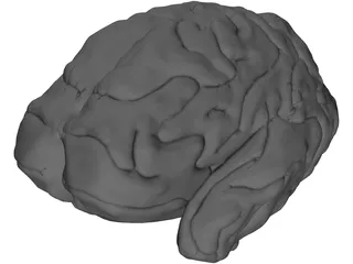 Brain 3D Model