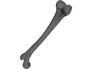 Femur Bone 3D Model