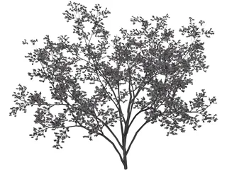 Cercis Siliquastrum Tree 3D Model