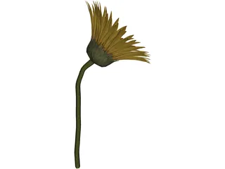 Sunflower 3D Model